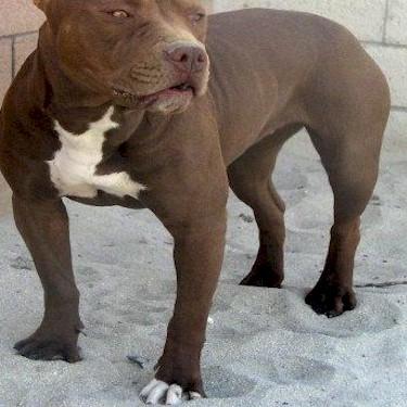 ASK Kennels Apollo sire Halos Reckoning Pit Bull.jpg